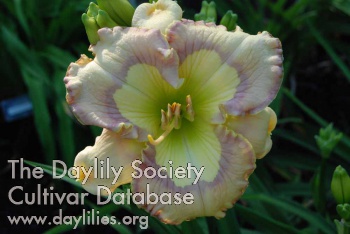 Daylily Pearl Diver